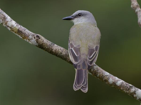 <h3><a href="/trips/costa-rica/biota/animalia/chordata/aves/040 passeriformes/011 tyrannidae/tyrannus melancholicus/tyrannus melancholicus-nl.html">Tyrannus&nbsp;melancholicus</a> / Tropical&nbsp;kingbird / Tropische&nbsp;koningstiran</h3>OM-1 Mark II met OLYMPUS M.150-400mm F4.5, 1/2000 sec  bij F4.5, ISO 2500, afstand 14.4&nbsp;m